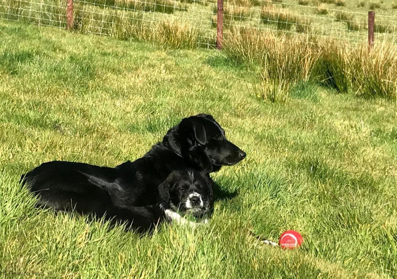 Dog Friendly Cottage, Geufron Farm Near Tywyn Bryn-crug エクステリア 写真